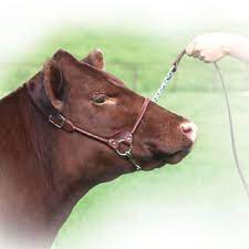 Sullivan's Classic Rolled Nose Leather Halter image 1