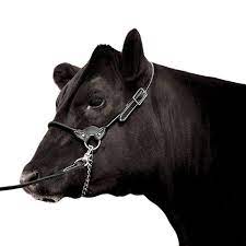 Traditional Leather Halter image 0