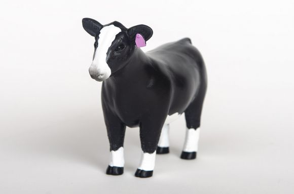 Little Buster Simmental Show Steer/Heifer image 2
