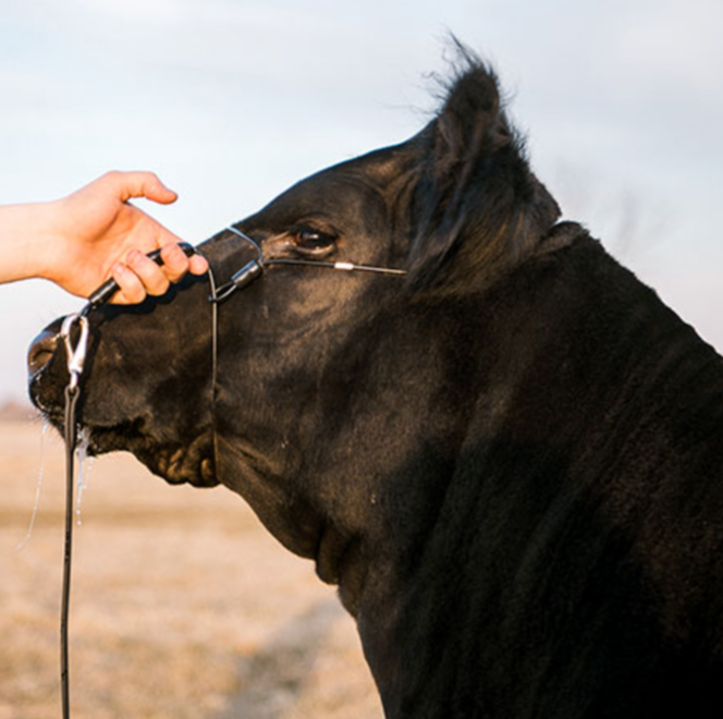 Phantom Cattle Cable Halter w/Ghost Grip - Black Medium image 1
