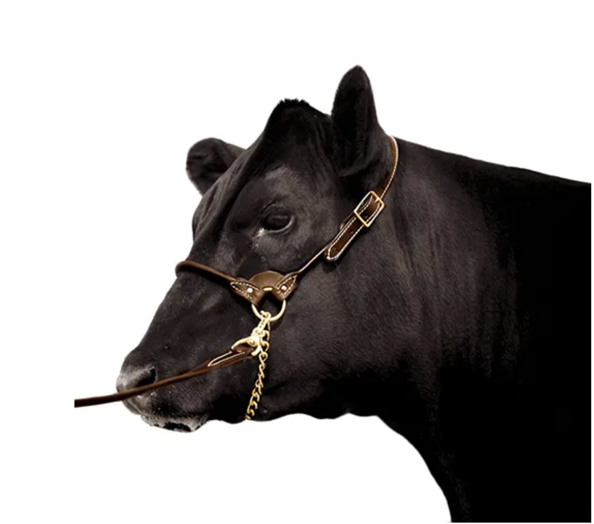 Traditional Leather Halter image 1