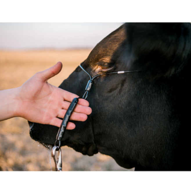 Phantom Cattle Cable Halter w/Ghost Grip - Black Medium image 0