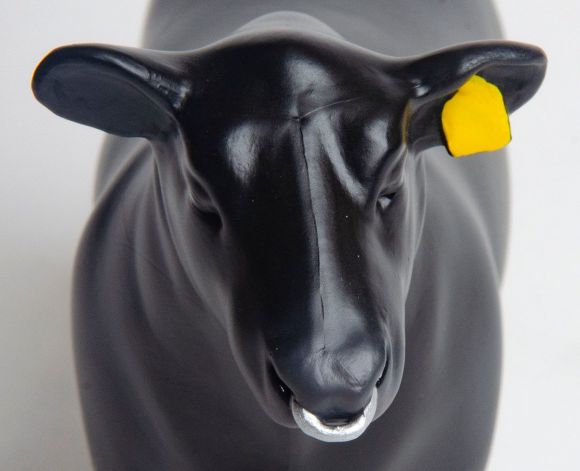 Little Buster Angus Show Bull w/ Nose Ring image 1